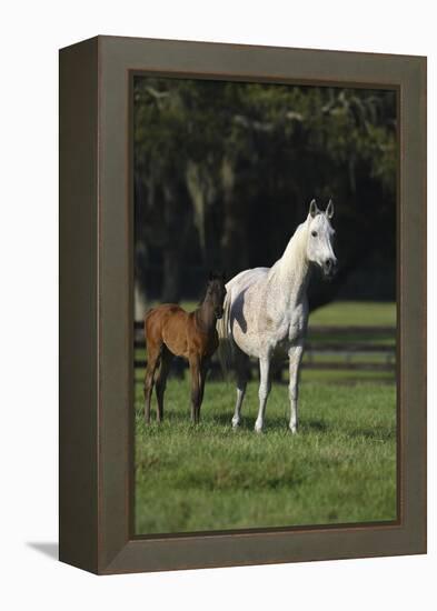 Hennessy Arabians 014-Bob Langrish-Framed Premier Image Canvas