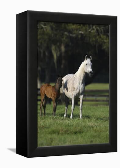 Hennessy Arabians 014-Bob Langrish-Framed Premier Image Canvas