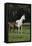 Hennessy Arabians 014-Bob Langrish-Framed Premier Image Canvas