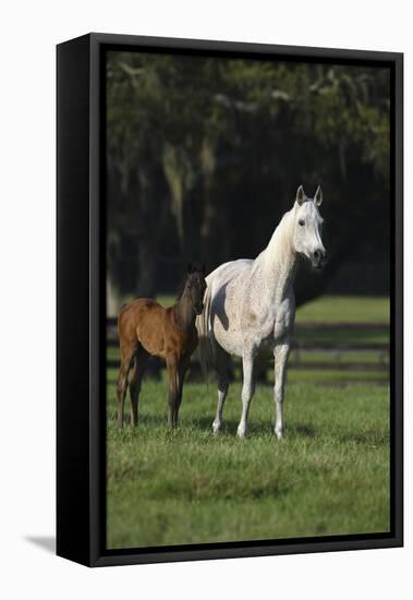 Hennessy Arabians 014-Bob Langrish-Framed Premier Image Canvas