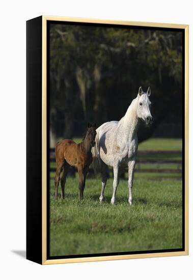 Hennessy Arabians 014-Bob Langrish-Framed Premier Image Canvas