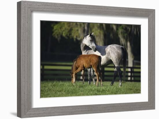 Hennessy Arabians 015-Bob Langrish-Framed Photographic Print