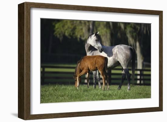 Hennessy Arabians 015-Bob Langrish-Framed Photographic Print