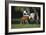 Hennessy Arabians 015-Bob Langrish-Framed Photographic Print