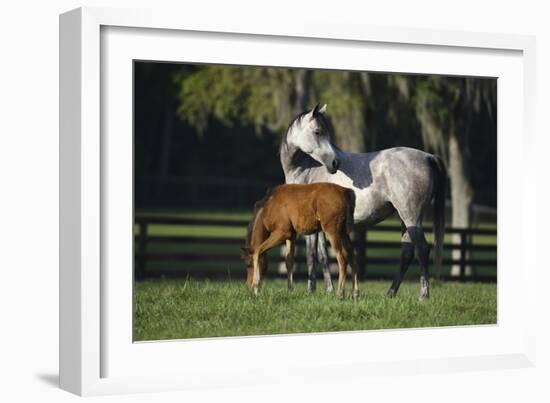 Hennessy Arabians 015-Bob Langrish-Framed Photographic Print