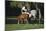 Hennessy Arabians 015-Bob Langrish-Mounted Photographic Print