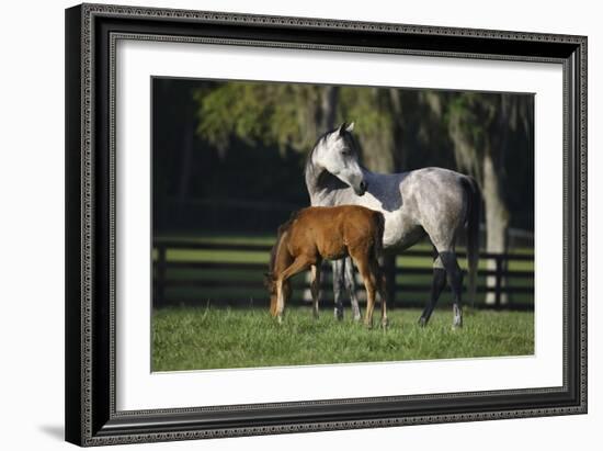 Hennessy Arabians 015-Bob Langrish-Framed Photographic Print