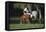 Hennessy Arabians 015-Bob Langrish-Framed Premier Image Canvas