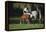 Hennessy Arabians 015-Bob Langrish-Framed Premier Image Canvas