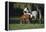 Hennessy Arabians 015-Bob Langrish-Framed Premier Image Canvas
