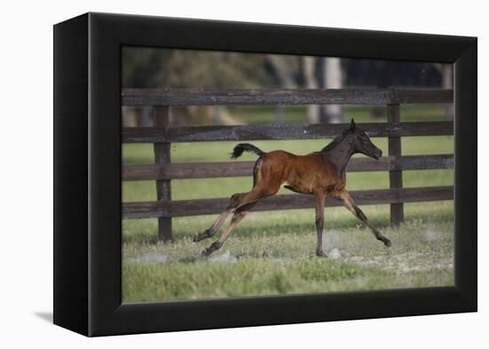 Hennessy Arabians 016-Bob Langrish-Framed Premier Image Canvas