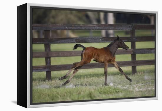 Hennessy Arabians 016-Bob Langrish-Framed Premier Image Canvas