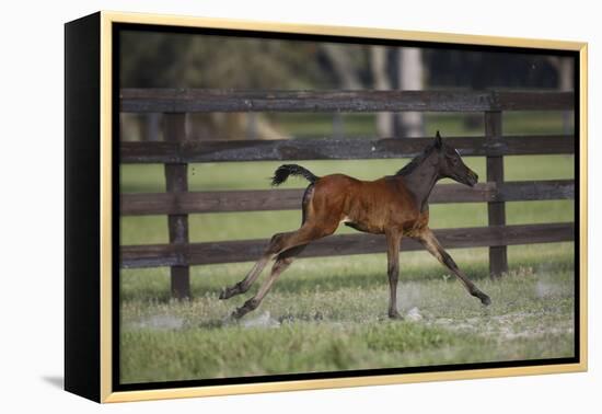 Hennessy Arabians 016-Bob Langrish-Framed Premier Image Canvas