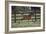 Hennessy Arabians 016-Bob Langrish-Framed Photographic Print