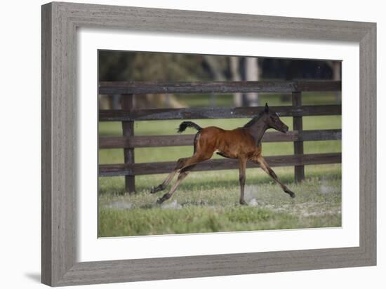 Hennessy Arabians 016-Bob Langrish-Framed Photographic Print