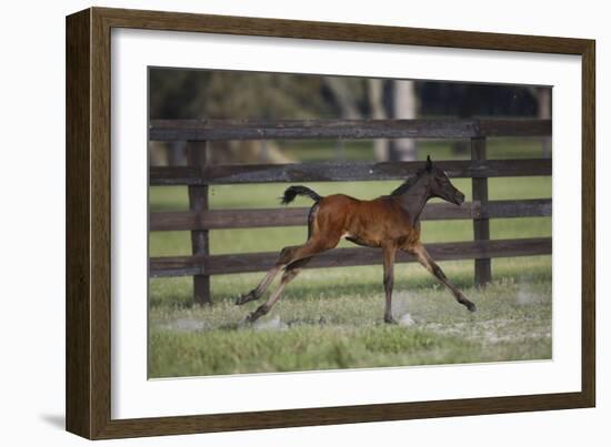 Hennessy Arabians 016-Bob Langrish-Framed Photographic Print