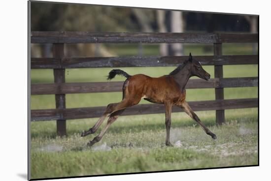 Hennessy Arabians 016-Bob Langrish-Mounted Photographic Print