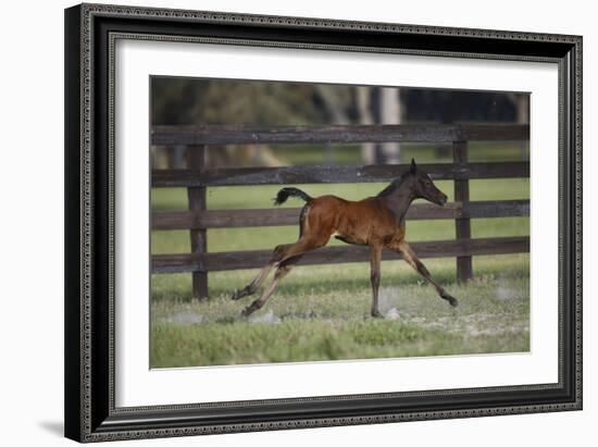 Hennessy Arabians 016-Bob Langrish-Framed Photographic Print