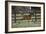 Hennessy Arabians 016-Bob Langrish-Framed Photographic Print