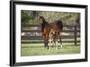 Hennessy Arabians 017-Bob Langrish-Framed Photographic Print
