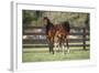 Hennessy Arabians 017-Bob Langrish-Framed Photographic Print