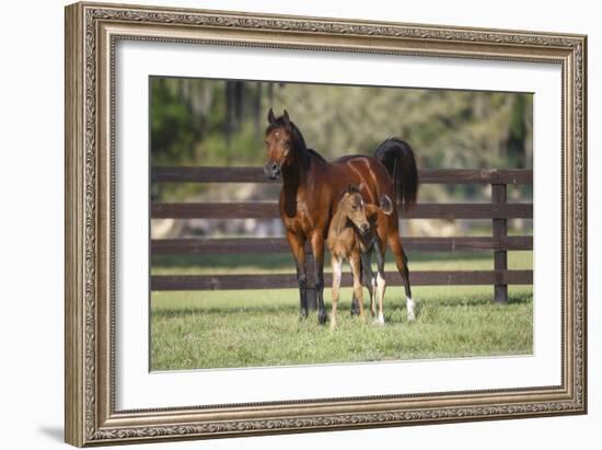 Hennessy Arabians 017-Bob Langrish-Framed Photographic Print