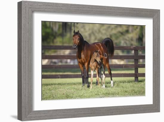 Hennessy Arabians 017-Bob Langrish-Framed Photographic Print