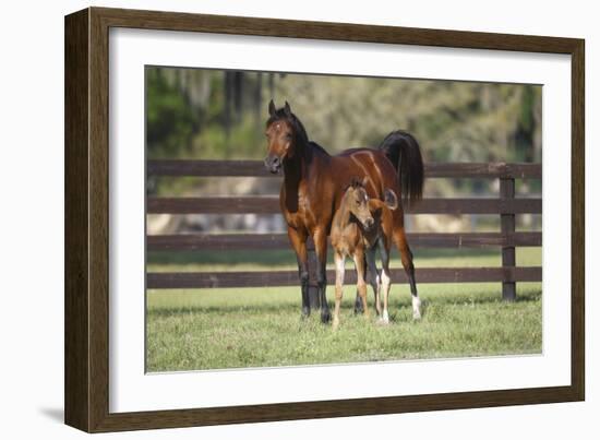 Hennessy Arabians 017-Bob Langrish-Framed Photographic Print