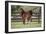 Hennessy Arabians 017-Bob Langrish-Framed Photographic Print