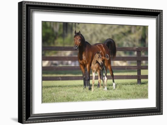 Hennessy Arabians 017-Bob Langrish-Framed Photographic Print