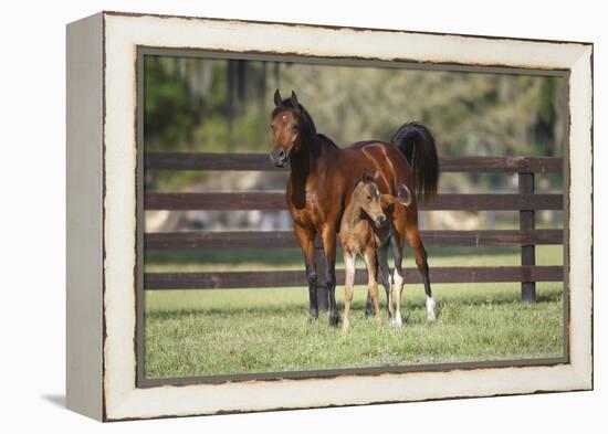 Hennessy Arabians 017-Bob Langrish-Framed Premier Image Canvas