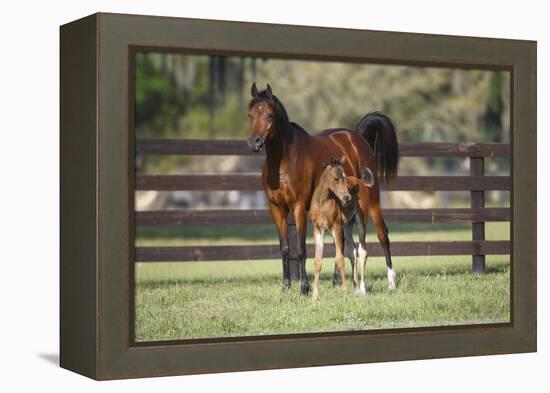 Hennessy Arabians 017-Bob Langrish-Framed Premier Image Canvas