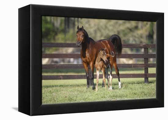 Hennessy Arabians 017-Bob Langrish-Framed Premier Image Canvas