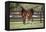 Hennessy Arabians 017-Bob Langrish-Framed Premier Image Canvas