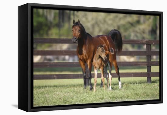 Hennessy Arabians 017-Bob Langrish-Framed Premier Image Canvas