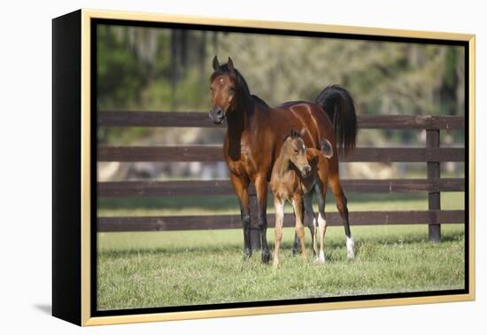 Hennessy Arabians 017-Bob Langrish-Framed Premier Image Canvas