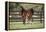 Hennessy Arabians 017-Bob Langrish-Framed Premier Image Canvas