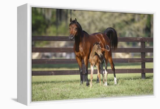 Hennessy Arabians 017-Bob Langrish-Framed Premier Image Canvas