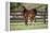 Hennessy Arabians 017-Bob Langrish-Framed Premier Image Canvas