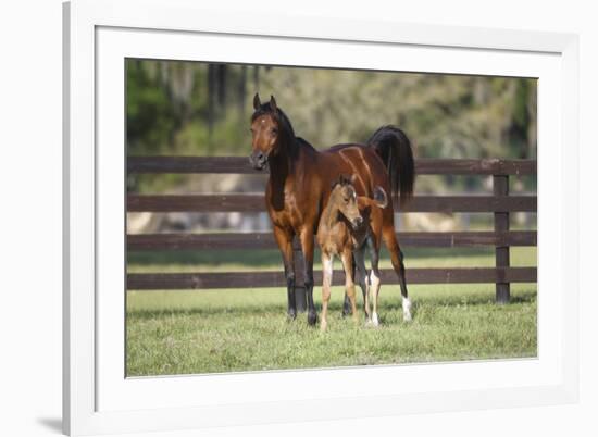 Hennessy Arabians 017-Bob Langrish-Framed Photographic Print