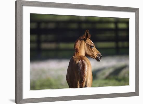 Hennessy Arabians 018-Bob Langrish-Framed Photographic Print