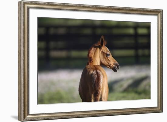 Hennessy Arabians 018-Bob Langrish-Framed Photographic Print