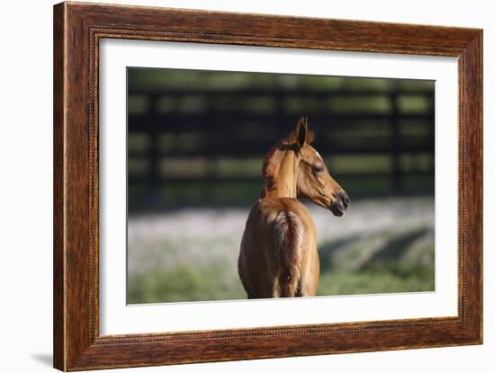 Hennessy Arabians 018-Bob Langrish-Framed Photographic Print