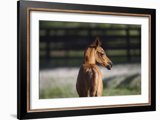 Hennessy Arabians 018-Bob Langrish-Framed Photographic Print