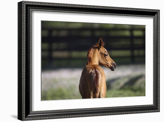 Hennessy Arabians 018-Bob Langrish-Framed Photographic Print