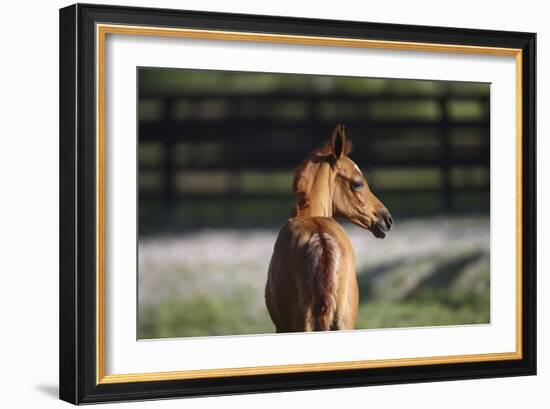 Hennessy Arabians 018-Bob Langrish-Framed Photographic Print