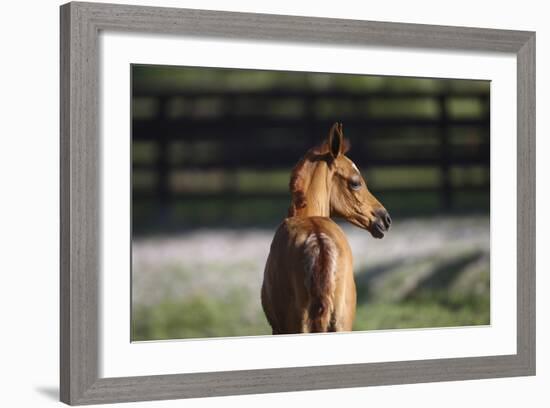 Hennessy Arabians 018-Bob Langrish-Framed Photographic Print