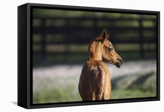 Hennessy Arabians 018-Bob Langrish-Framed Premier Image Canvas