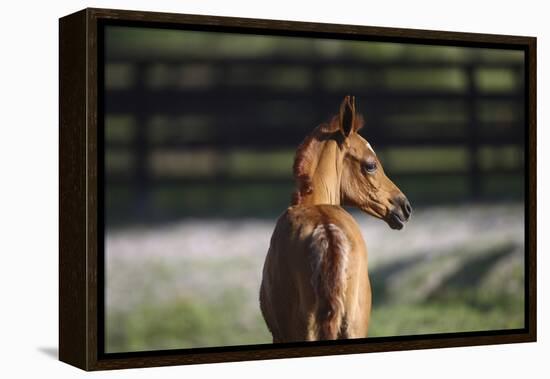 Hennessy Arabians 018-Bob Langrish-Framed Premier Image Canvas