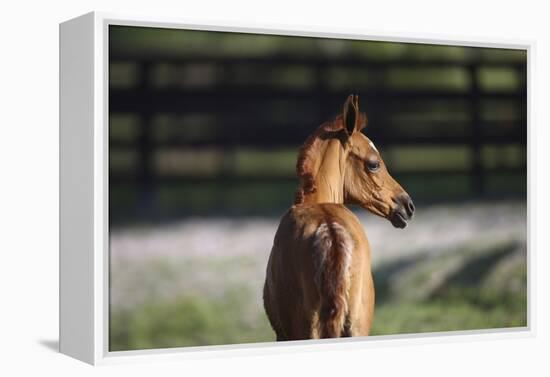 Hennessy Arabians 018-Bob Langrish-Framed Premier Image Canvas